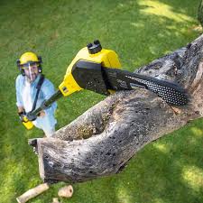 Lawn Renovation and Restoration in Riverview, SC