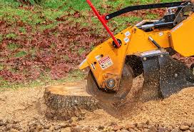 Best Tree Preservation Services  in Riverview, SC