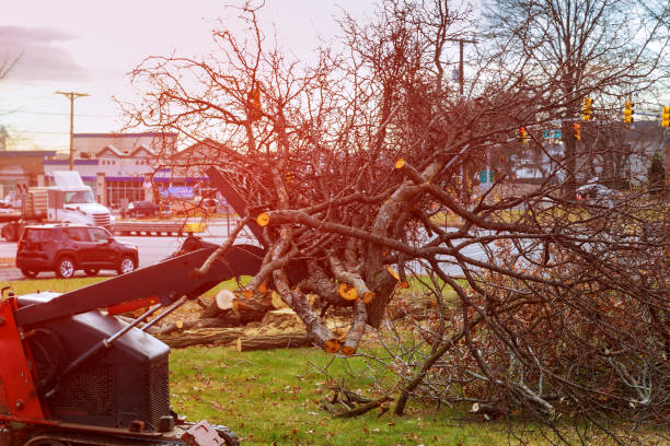 How Our Tree Care Process Works  in  Riverview, SC